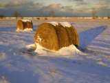 Buy Field of Hay Rolls in Winter, Michigan, USA at AllPosters.com