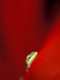 Green Gecko on Red Agave, Maui, Hawaii, USA