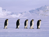 Emperor Penguins, Walking Across the Sea Ice, Antarctica