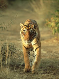Bengal Tiger, 24 Month Male, India