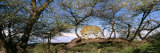 Buy Leopard in Tree, South Africa at AllPosters.com