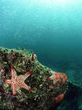 Buy Starfish, and Sardine Panorama, Mexico at AllPosters.com
