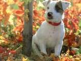 Buy Jack Russel Terrier, Puppy in Autumn at AllPosters.com