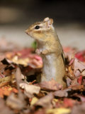 Buy Eastern Chipmunk at AllPosters.com