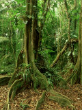 Buy Rainforest Katway Tree, Buttress Roots at AllPosters.com