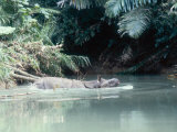Buy Javan Rhinoceros, Ujung Kulon, Indonesia at AllPosters.com
