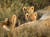Trio of Six Week Old Lion Cubs Looking Over Sleeping Mother, Masai Mara National Reserve Kenya
