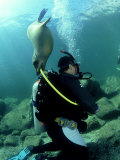 Buy Diver with Californian Sea Lion, Mexico at AllPosters.com