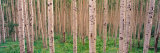 Buy Spring Aspen, Independence Pass, Colorado, USA at AllPosters.com