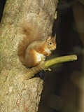 Red Squirrel, Adult in Tree, Scotland