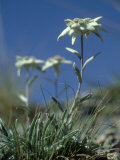 Buy Edelweiss, Flower, Switzerland at AllPosters.com