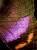 Buy Kallimi Rumia Kassaiensis, Close up of Wing, Uganda at AllPosters.com