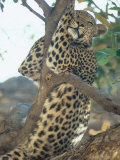 Leopard, Resting in Tree During Heat of the Day, Botswana Photographic Print