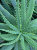 Agave, Leaf Detail, La Corse, France