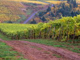 Buy Dirt Road Along Acres of Vines at Knutsen Vineyard in the Willamette Valley, Oregon, USA at AllPosters.com