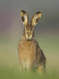 Brown Hare, Adult Sitting, Scotland