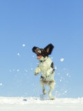 Springer Spaniel (4 Months Old) Jumping in Air to Catch Snow, February, Scotland