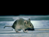 Buy House Mouse, Mus Musculus at AllPosters.com