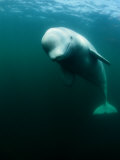 Buy Beluga Whale, St. Lawrence River at AllPosters.com
