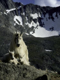 Wild Goats on Mountain, Boulder