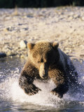 Buy Alaskan Brown Bear, Large Male Catching Salmon in Water, Alaska at AllPosters.com
