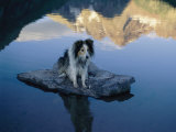 A Dog Perches Upon a Rock in the Middle of a Glassy Lake
