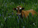 A Cow Stands in a Field of Green Grass and Purple Heather