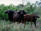 Female Cape Buffalo with Calf