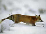 Red Fox in the Snow