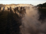 The Horses Run Home Through a Cloud of Dust