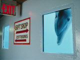 A Curious Dolphin Peeks Through a Window at the Local Aquarium