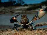 Close View of a Yabby, a Small Freshwater Crayfish
