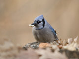 A Blue Jay (Cyanocitta Cristata) Finds a Snack on the Forest Ground