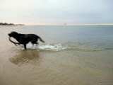 Black Labrador Running on Beach in Cape Cod, United States