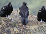 Three Juvenile California Condors Perch on a Rock