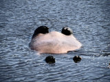 A Playful Hippopotamus Rolls Belly-Up in the Cool Water