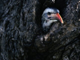 A Red-Billed Hornbill Chick Sticks its Head out of the Nest