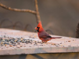A Northern Cardinal (Cardinalis Cardinalis) Finds an Afternoon Snack