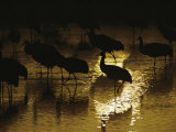Silhouetted Greater Sandhill Cranes