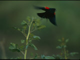 A Red-Winged Blackbird Takes off from a Branch