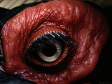 Close View of the Eye of a Southern Ground Hornbill