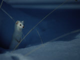 Buy A Long-Tailed Weasel as He Peers over the Snow at AllPosters.com