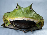 A Colombian Horned Frog