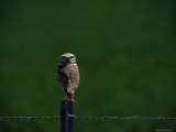 Buy A Burrowing Owl Stares at the Camera at AllPosters.com