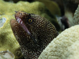 Buy Whitemouth Moray Eel at AllPosters.com