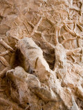A Petrified Dinosaur Footprint Shown in a Mud Cast