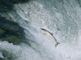 Salmon Make a Difficult Trip up River