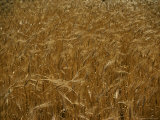 Buy A Wheatfield on Porto Santo Island at AllPosters.com