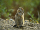 Close View of an Arctic Ground Squirrel