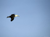 A Waved Albatross in Flight